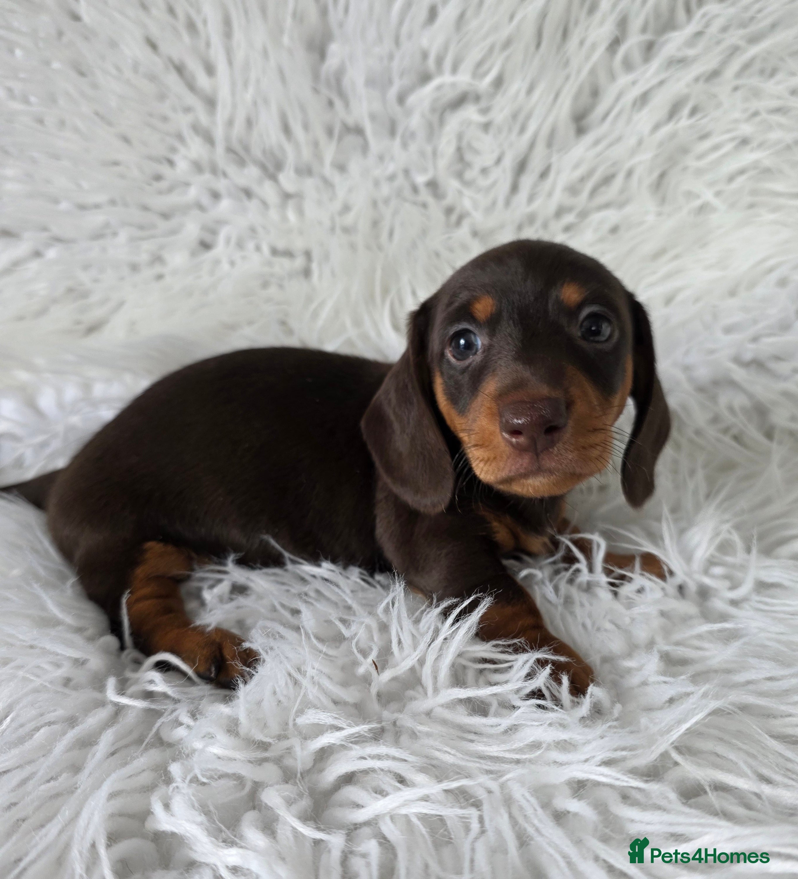 Miniature Dachshund dogs kc reg, pra clear daxi pups. 5* licensed breeder  - Advert 2