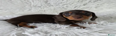 Miniature Dachshund 3