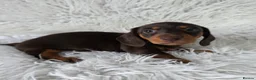 Miniature Dachshund dogs for sale: kc reg, pra clear daxi pups. 5* licensed breeder  - Advert 2