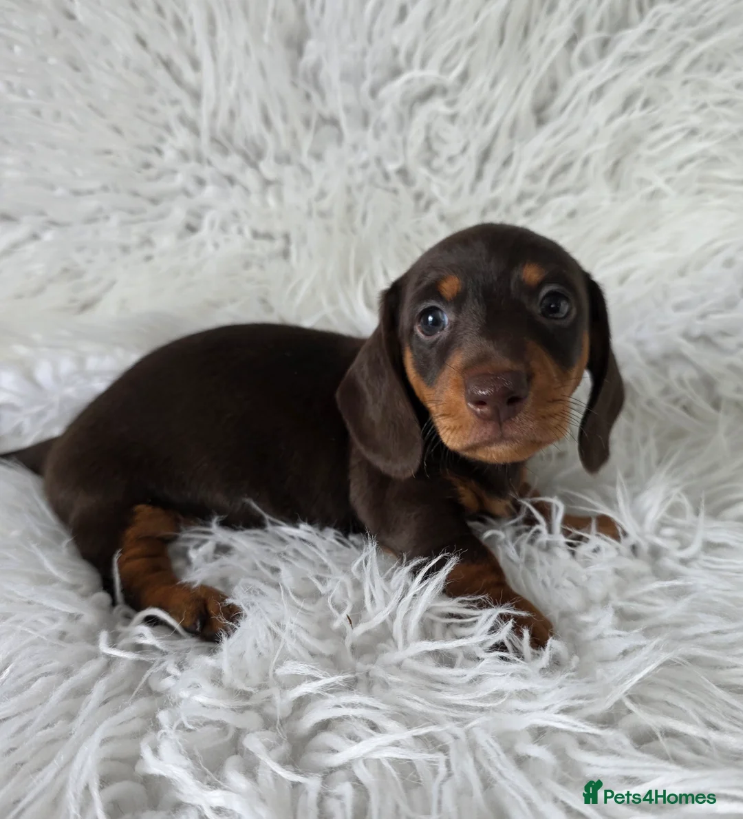 Miniature Dachshund dogs for sale: kc reg, pra clear daxi pups. 5* licensed breeder  - Advert 2
