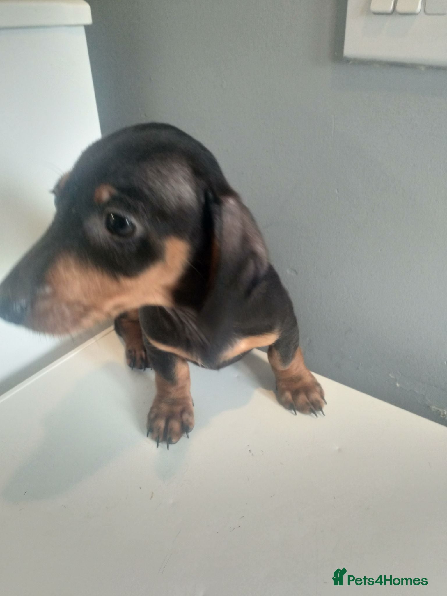 Miniature Dachshund dogs Miniature dachshund puppy boy ready now - Advert 1