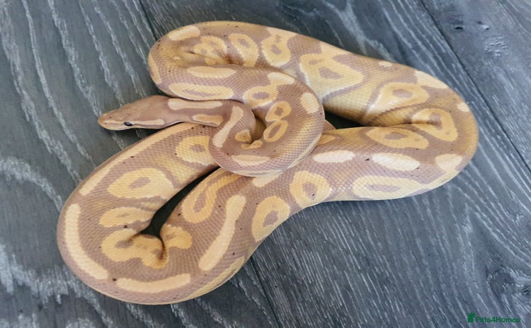 Python Snake reptiles - Advert 1