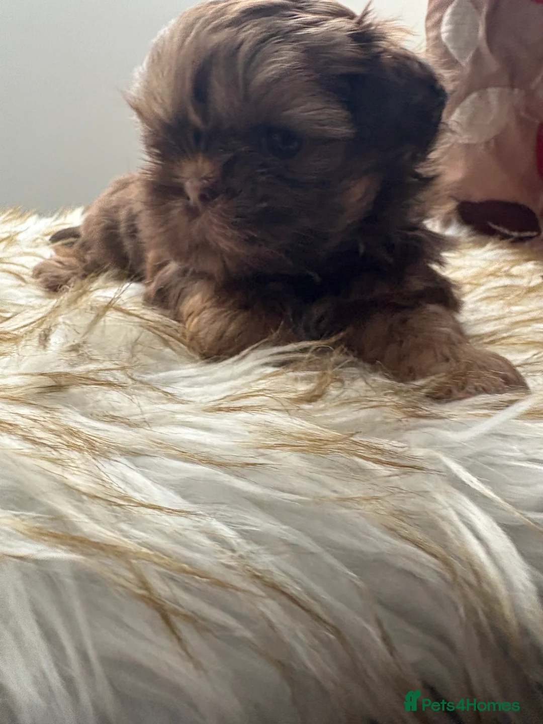 Shih Tzu dogs for sale: 3 Beautiful Puppys - Advert 2