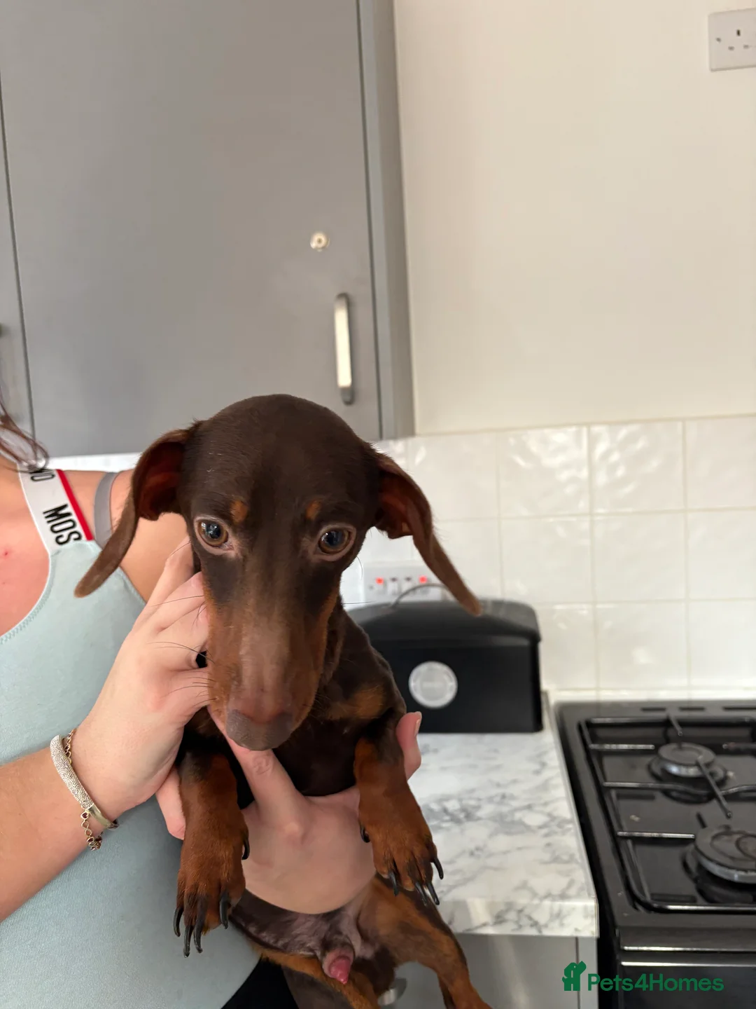 Miniature Dachshund dogs for sale: Little Jim sadly needing a new home in Dereham - Advert 7