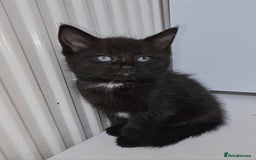 Mixed Breed cats for sale: 2 kittens  - Image 4