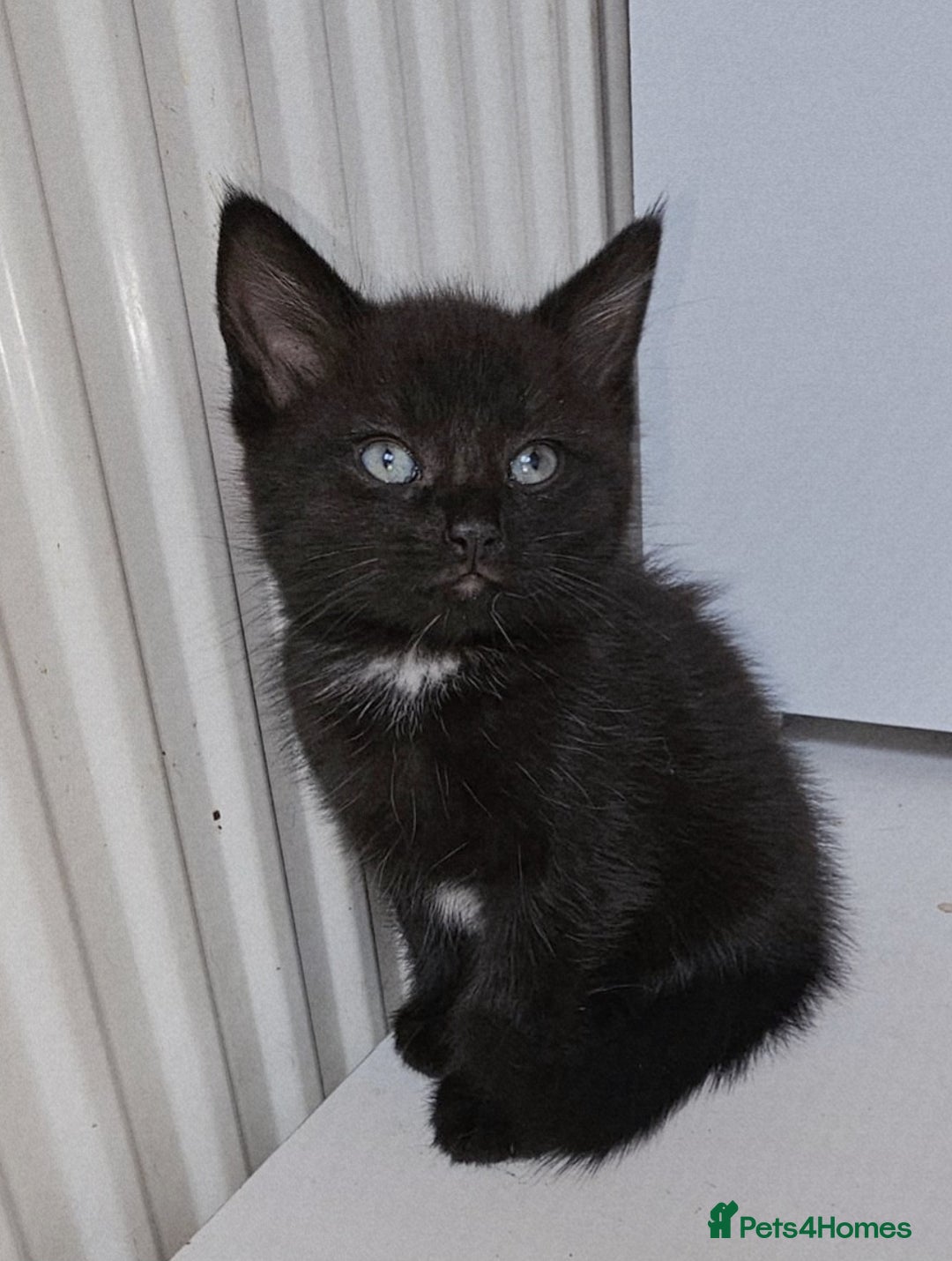 Mixed Breed cats for sale: 2 kittens  - Image 4