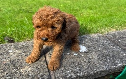 Miniature Poodle dogs for sale: Dark Red Miniature Poodle puppies  - Image 4