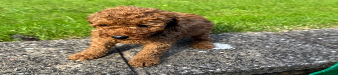 Miniature Poodle Puppy 3