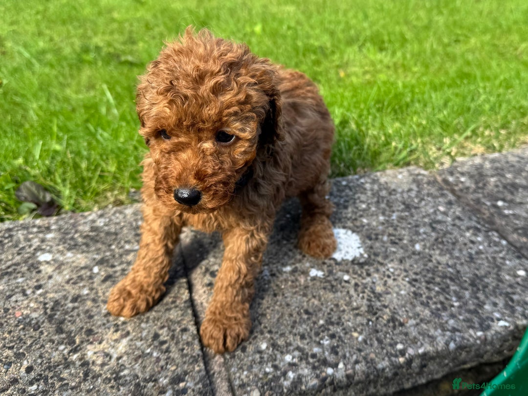 Miniature Poodle dogs for sale: Dark Red Miniature Poodle puppies  - Image 4