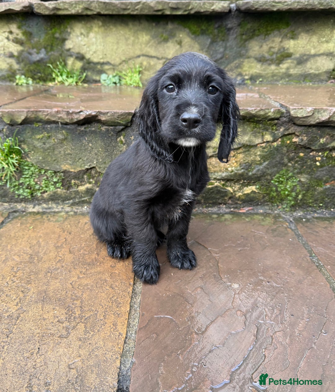 Cocker Spaniel dogs for sale: Ready to leave now! Cocker spaniel puppies  - Advert 7