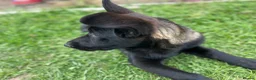 German Shepherd dogs for sale: Black Sable German Shepherd Puppy Ready Cornwall - Advert 24