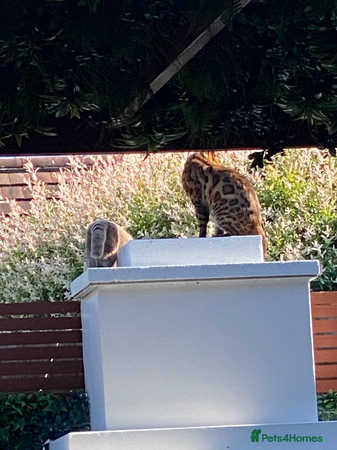 Mixed Breed cats for sale: 4 beautiful kittens, Bengal & British shorthair - Image 20