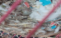 Canaries birds for sale: STAFFORD HERLIQUEEN RED FACTOR DIMORPHIC birds - Image 14