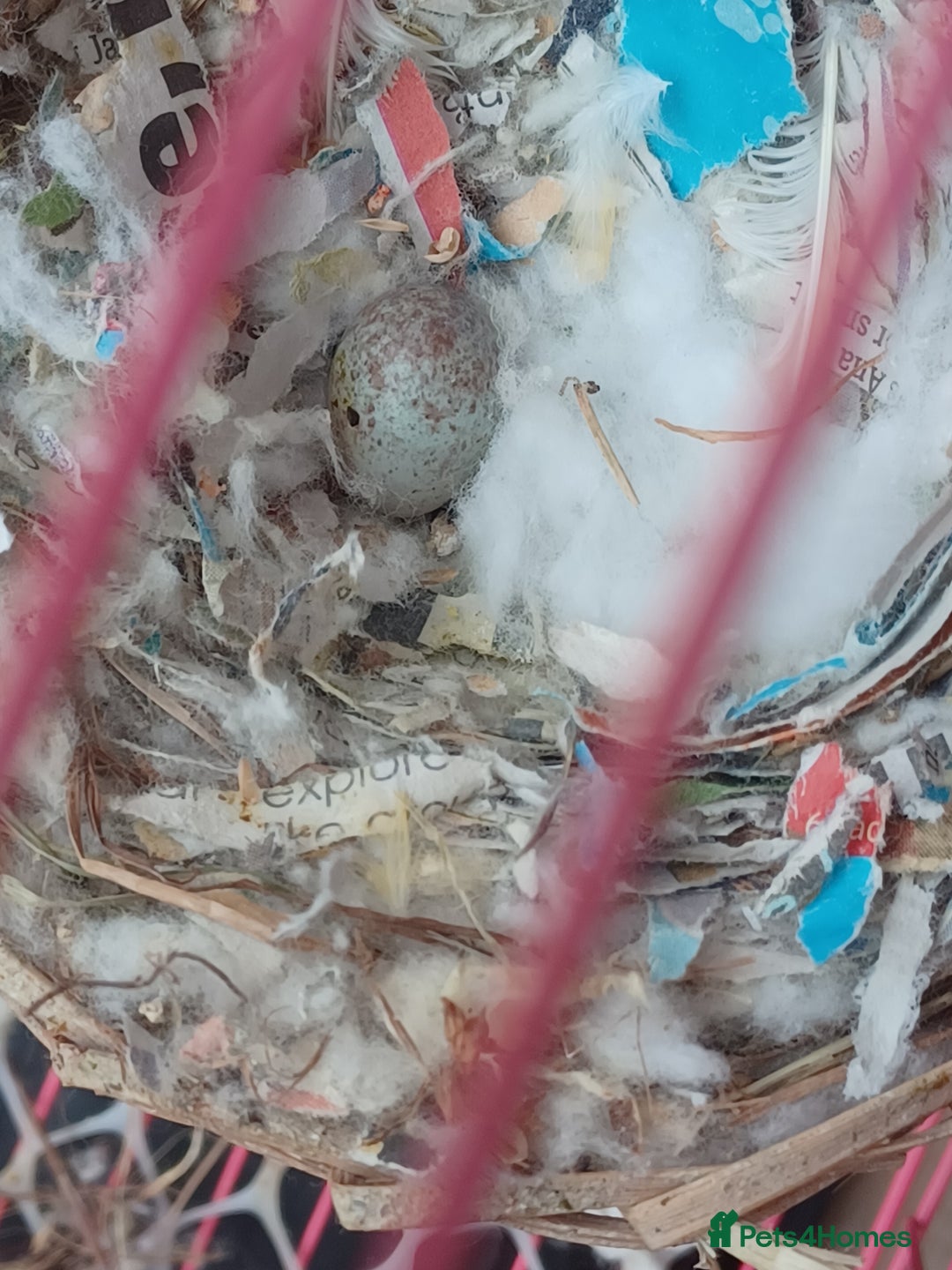Canaries birds for sale: STAFFORD HERLIQUEEN RED FACTOR DIMORPHIC birds - Image 14