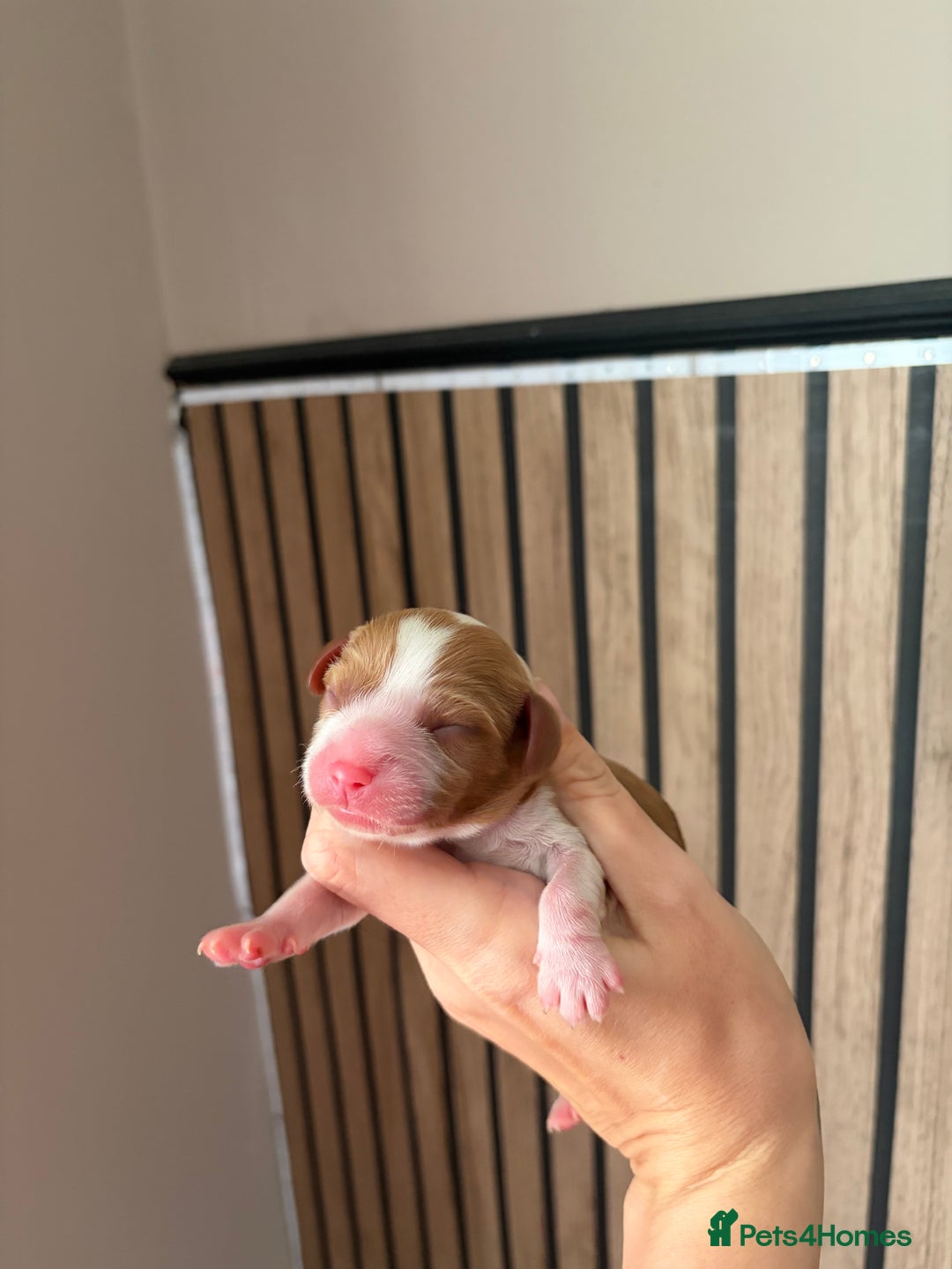 Cavalier King Charles Spaniel dogs for sale: Beautiful Cavalier King Charles Puppies - Advert 6