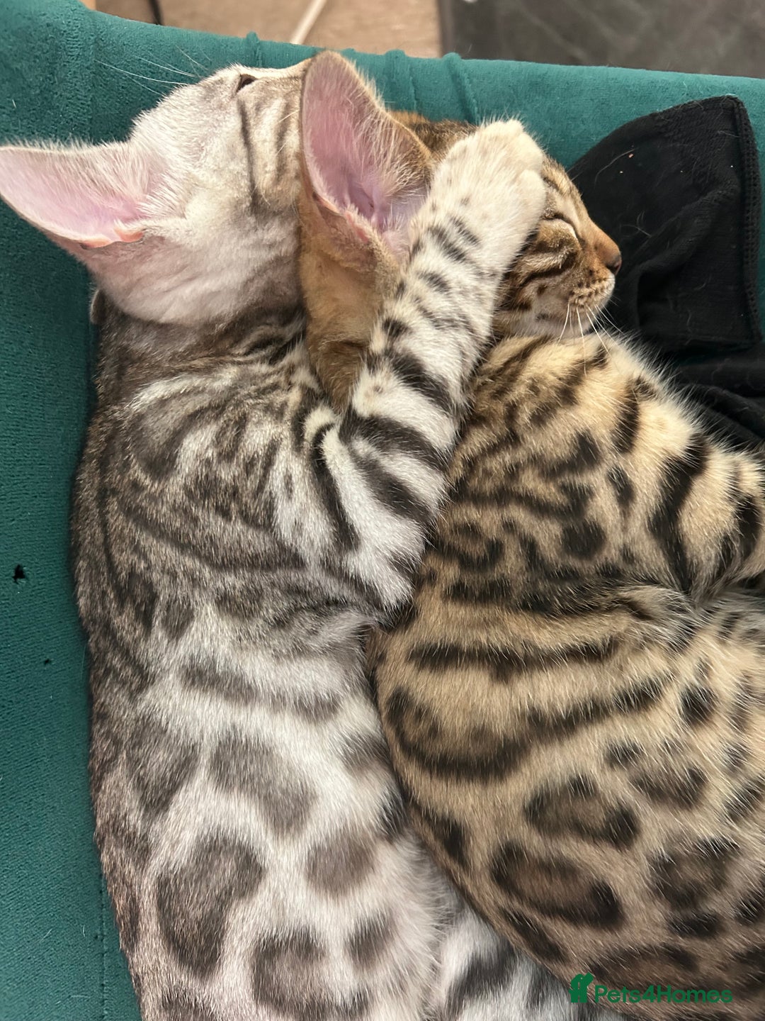 Bengal cats for sale: Bangal Kittens  - Image 25