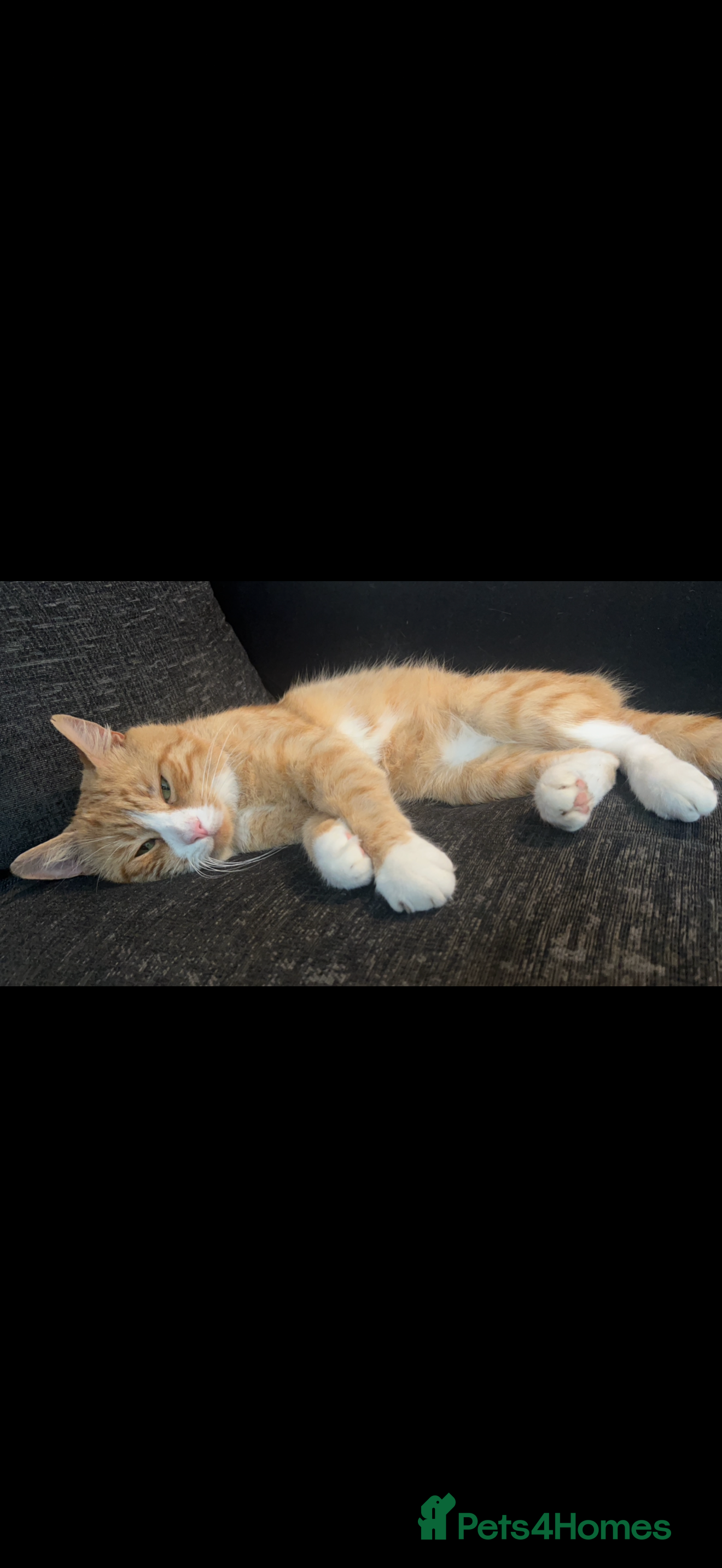 British Shorthair cats 8 year old british shorthair - Advert 1