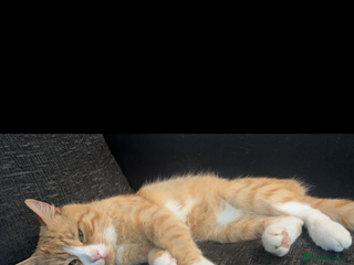 British Shorthair cats 8 year old british shorthair - Advert 16