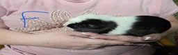 Guinea Pig rodents for sale: Male and Female Guinea Pig Pairs - Advert 6