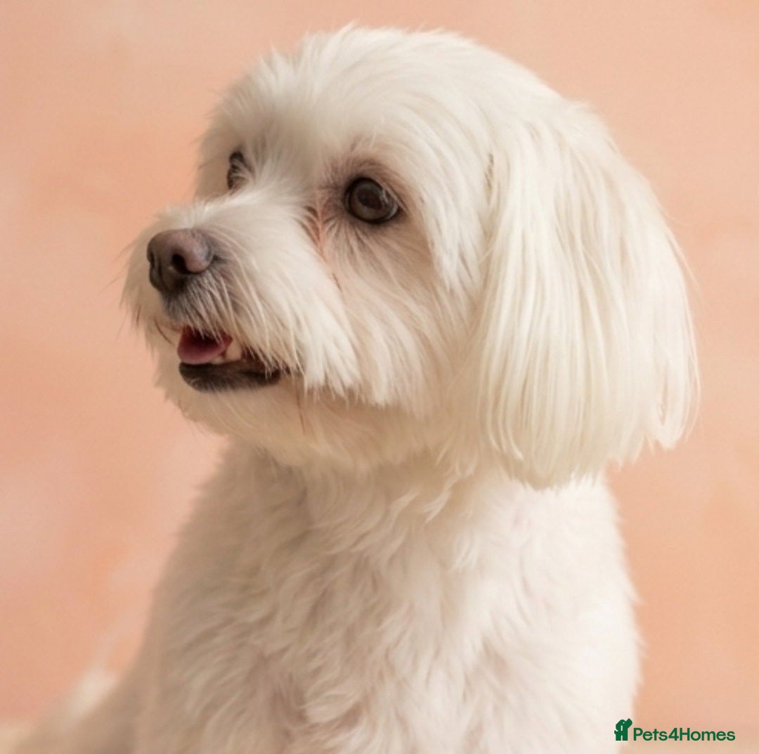 Maltipoo dogs F1 Maltipoo Puppies, last boy and girl  - Advert 5