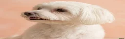 Maltipoo dogs for sale: F1 Maltipoo Puppies, last girl - Advert 5