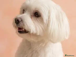 Maltipoo dogs F1 Maltipoo Puppies, last boy and girl - Advert 5