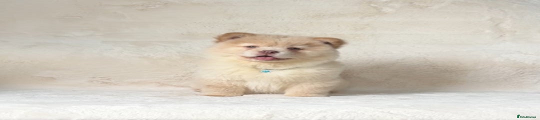 Male Puppy 3