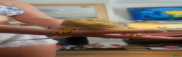 Bearded Dragon reptiles for sale: Baby bearded dragons in Hitchin - Advert 11