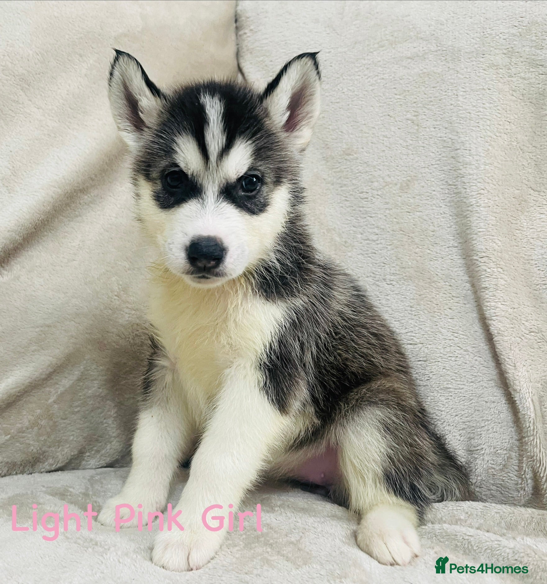 Siberian Husky dogs Stunning RARE white/cream and black/white - Advert 1