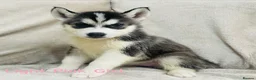Siberian Husky dogs for sale: Stunning husky puppies - RARE white/cream  - Advert 14