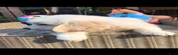 Golden Retriever dogs for sale: Beautiful golden retriever puppies  - Advert 4