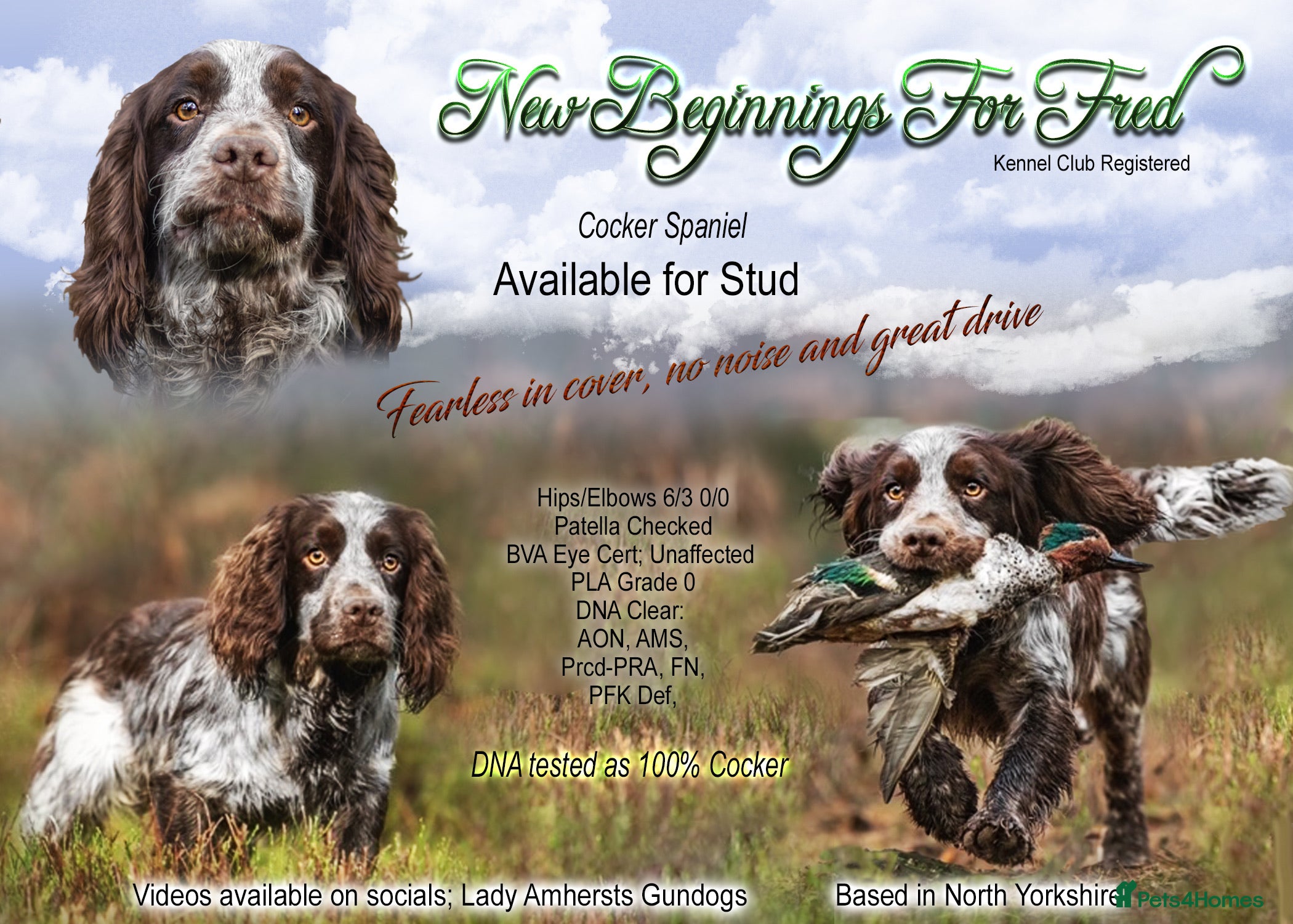 Cocker Spaniel dogs Working Cocker Gonio✅BVA eye tested✅ Hips/Elbows✅ in Pickering - Advert 13