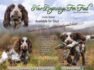 Cocker Spaniel dogs in Pickering - Advert 16