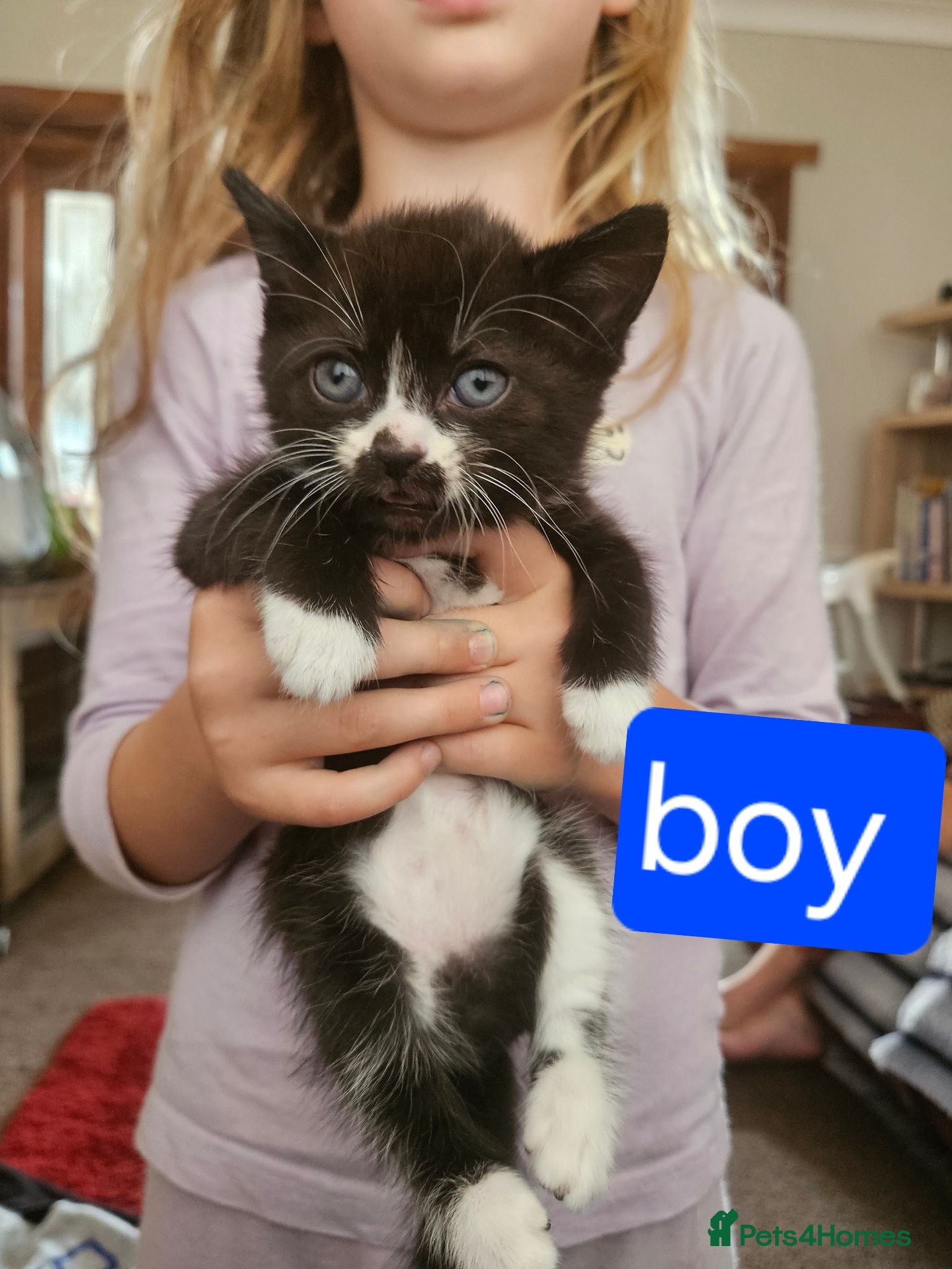 Mixed Breed cats Kittena for sale, crewe  - Advert 3