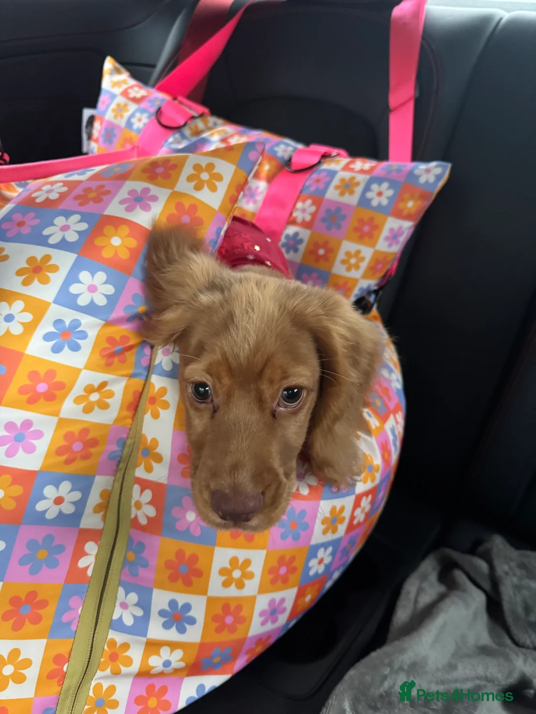 Cocker Spaniel dogs for sale: Beautiful 5 month old Cocker Spaniel Girl  - Advert 4