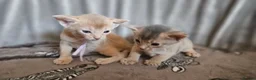 Abyssinian cats for sale: Beautiful Abyssinian Kittens  - Advert 19