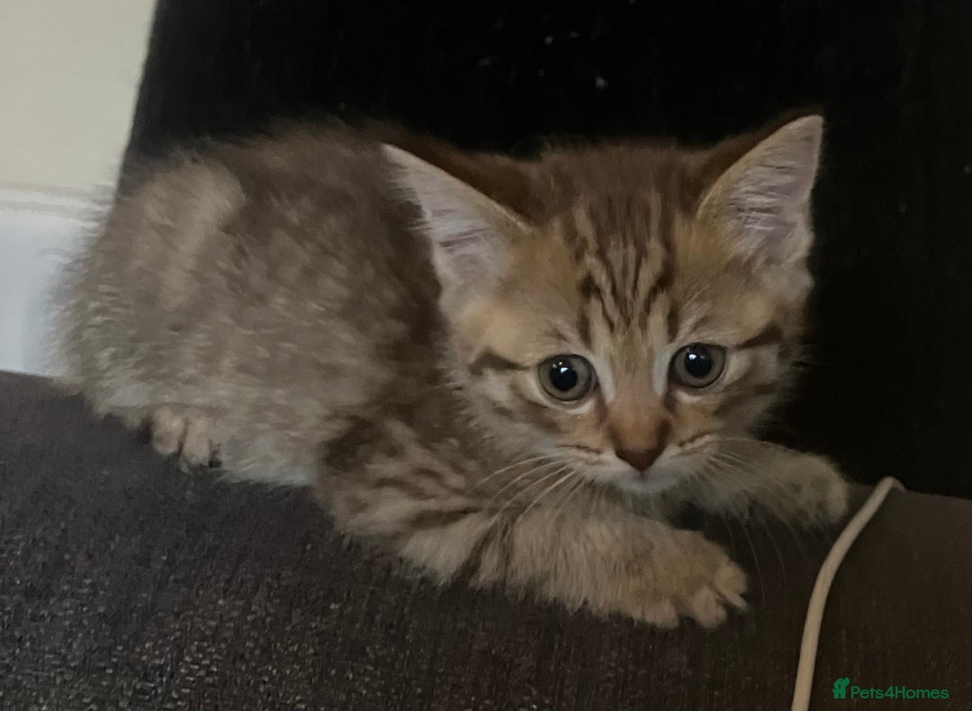 Scottish Fold cats for sale: 1 fold 2 straight Scottish darlings  - Image 37