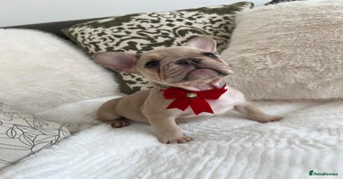 French Bulldog dogs - Advert 12