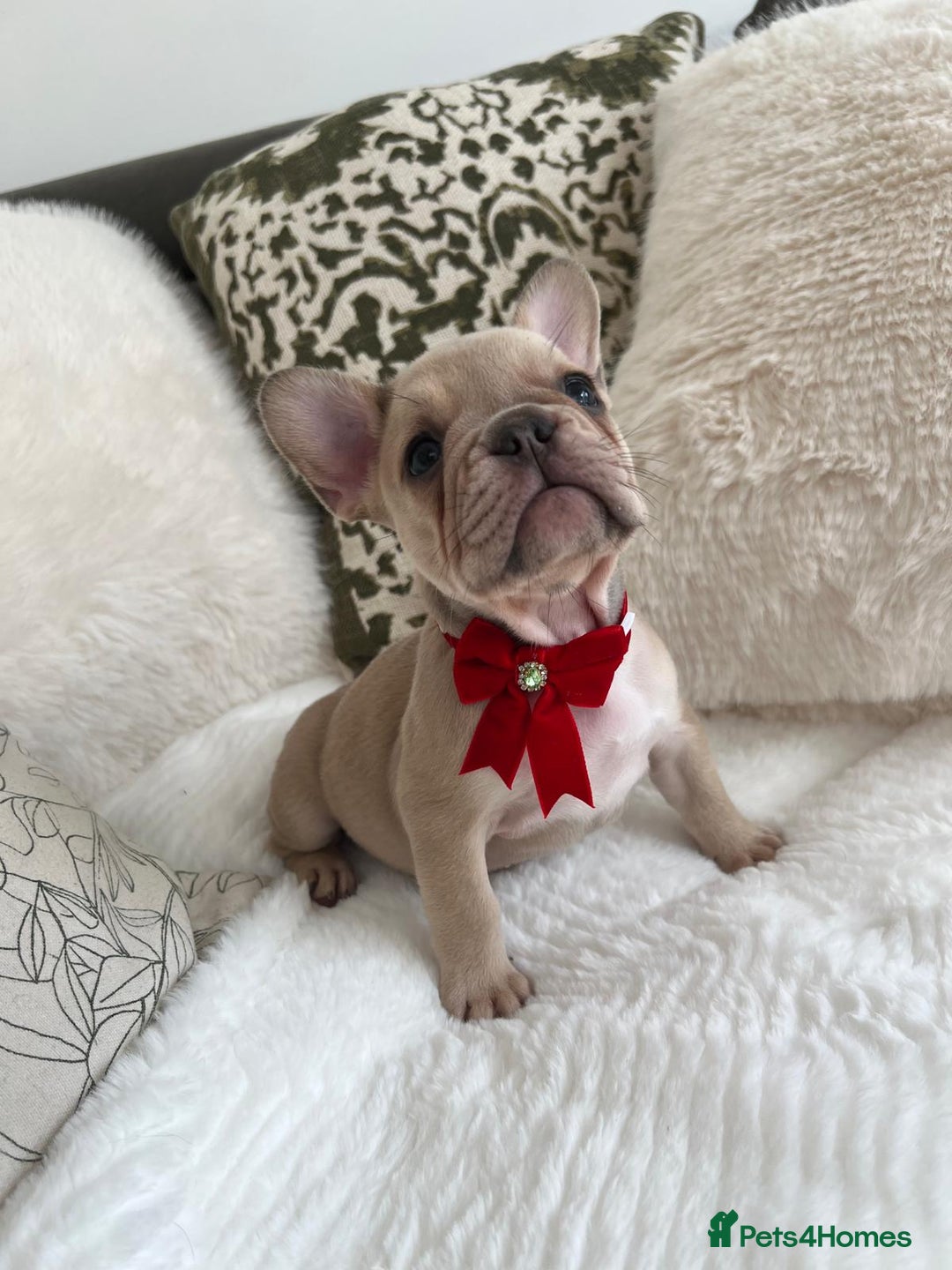 French Bulldog dogs for sale: Quality French Bulldog Puppies L4 carriers - Image 13