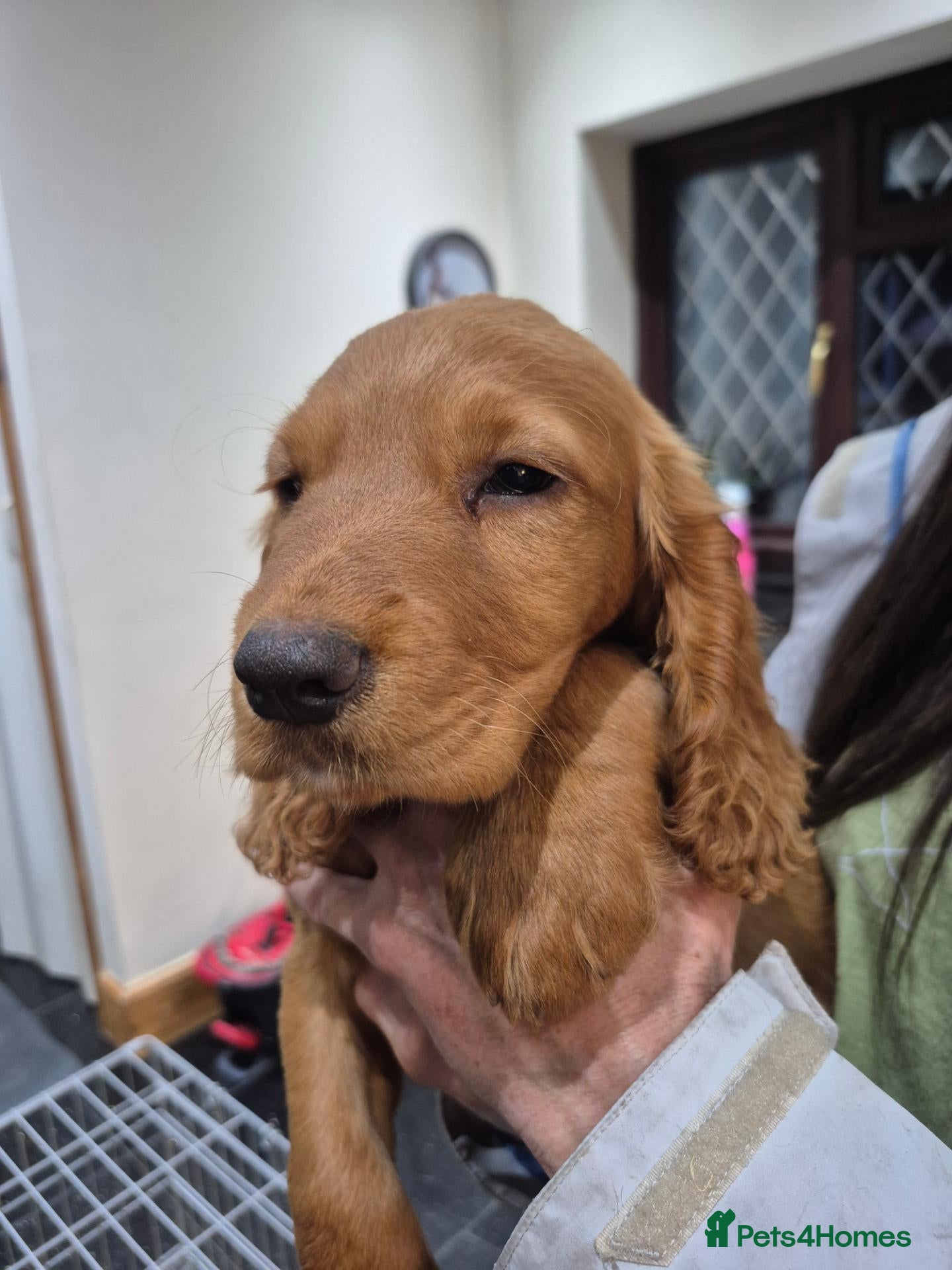 Cocker Spaniel dogs Cocker spaniel puppies  - Advert 2