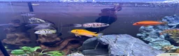 Cichlids fish for sale: 10 x Cichlids for sale  - Advert 4