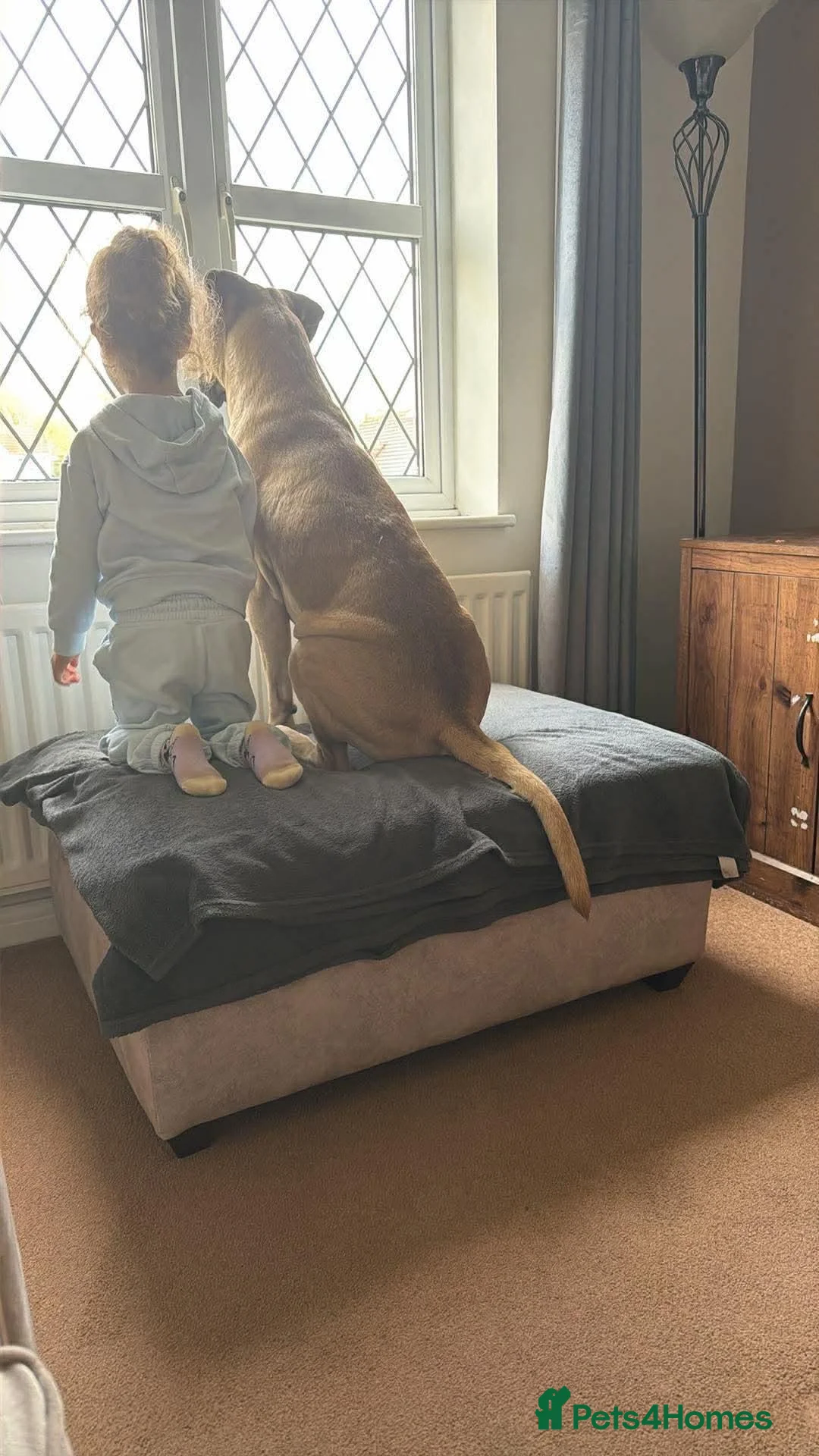 Bullmastiff dogs for stud: Stunning Bullmastiff for stud servicee in Torrington - Advert 10