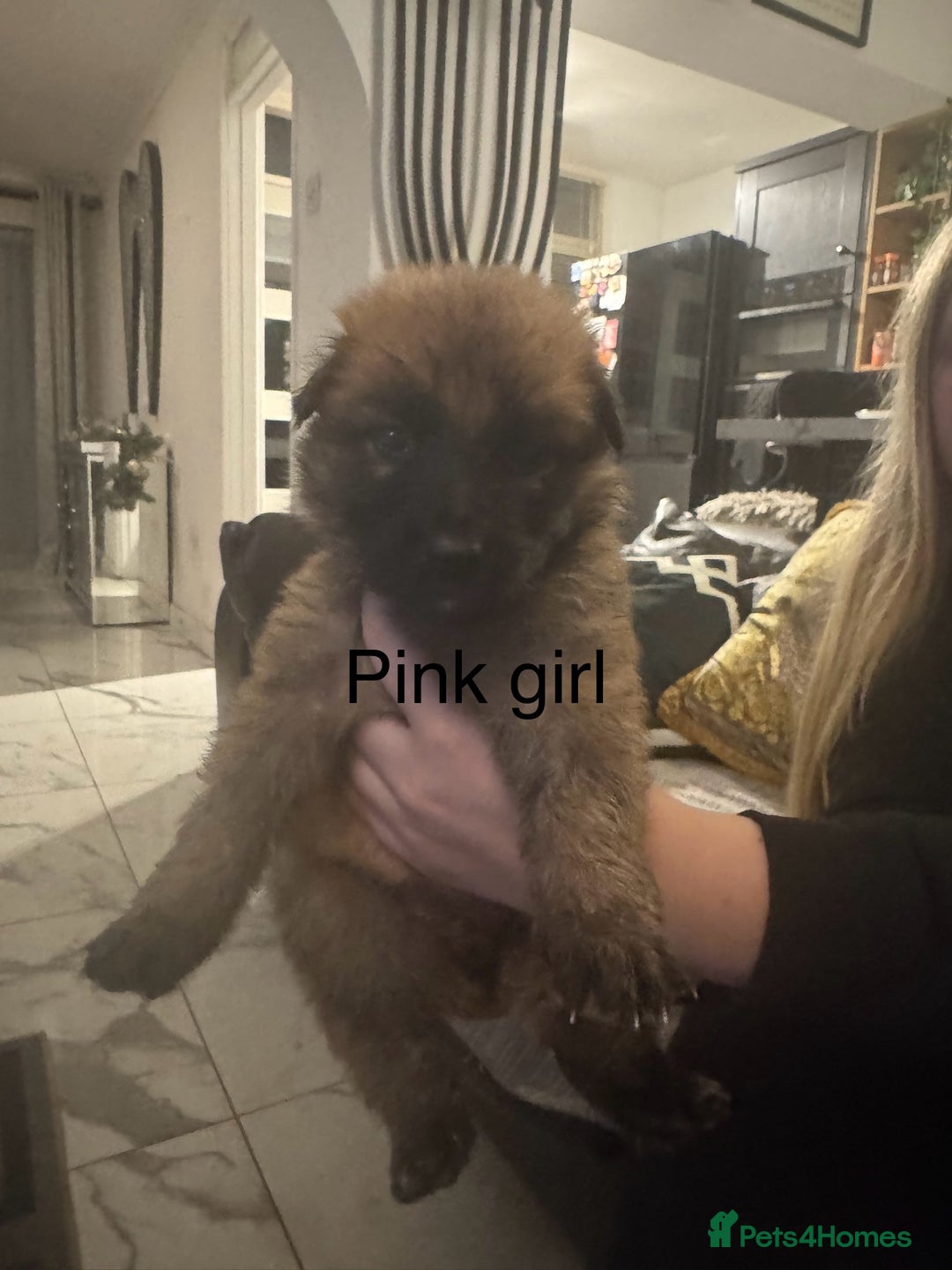 German Shepherd dogs for sale: Long haired German shepherd puppies  - Advert 11