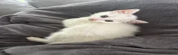 Mixed Breed cats for sale: Female white kitten  - Advert 5
