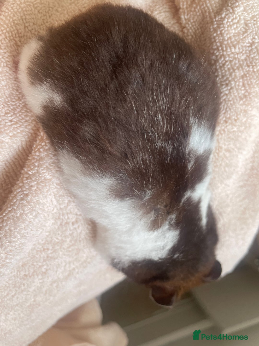 Hamster rodents for sale: Male hamster for sale  - Image 4