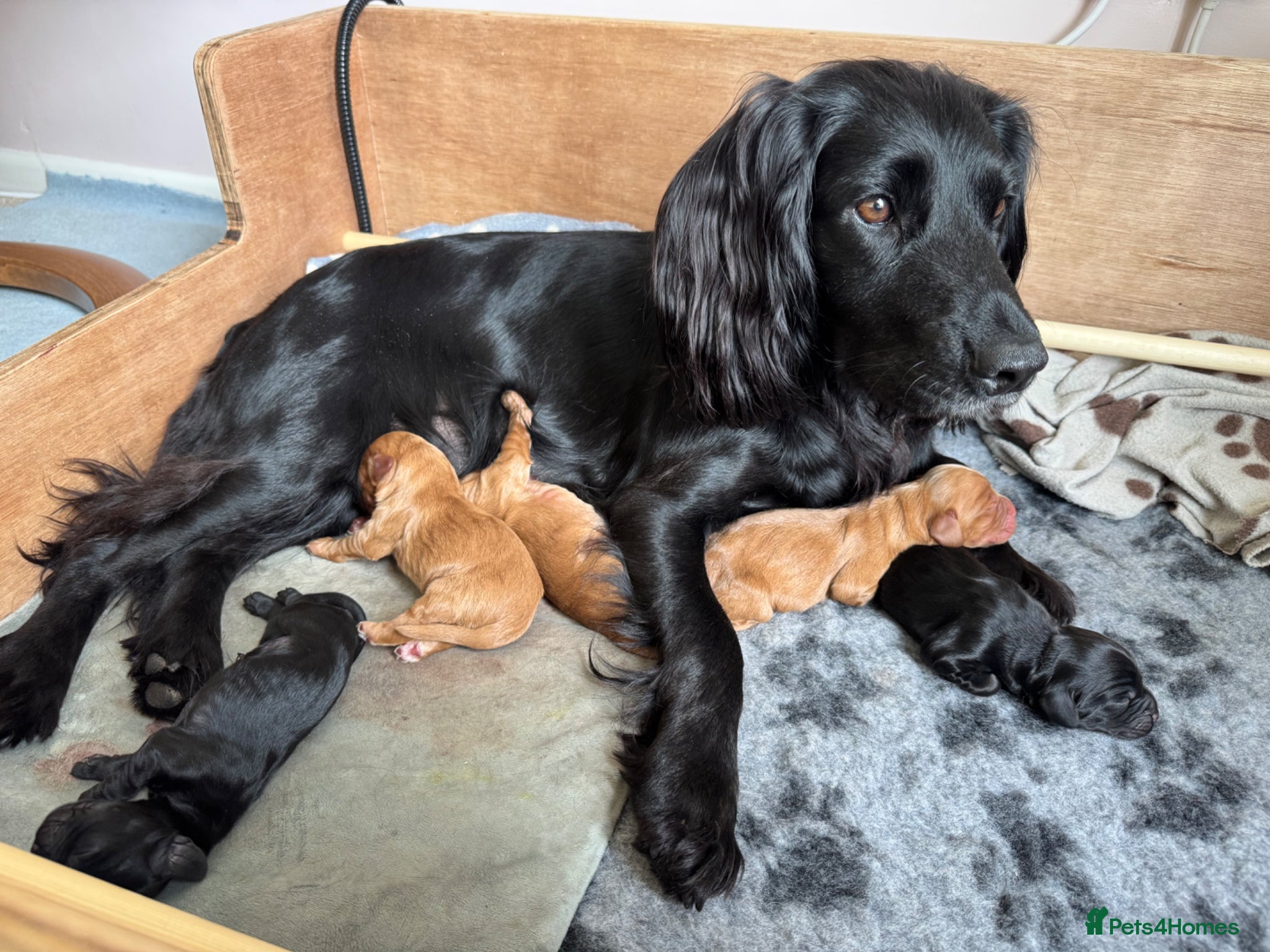 Cocker Spaniel dogs Working Cocker Spaniel Puppies - Advert 2