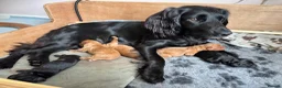 Cocker Spaniel dogs for sale: Working Cocker Spaniel Puppies - Advert 1