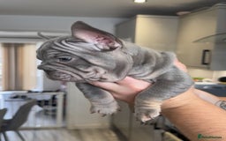 French Bulldog dogs for sale: 🤍READY TO LEAVE 🤍 French bulldog puppies 🤍 - Image 11