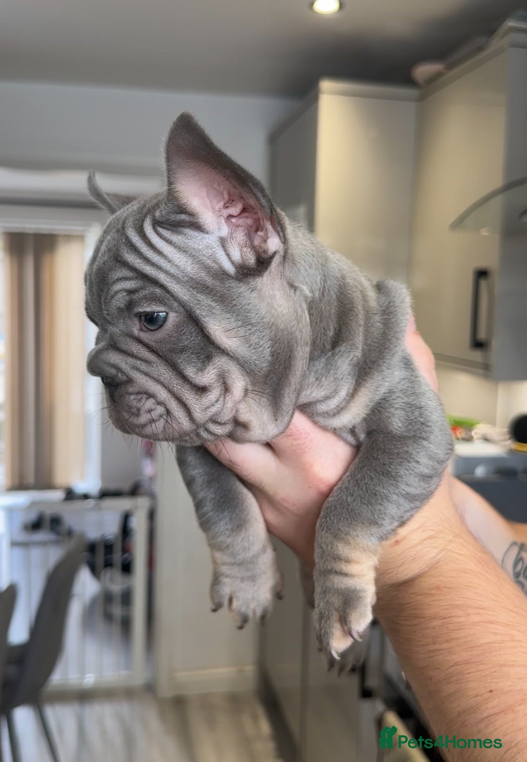 French Bulldog dogs for sale: 🤍READY TO LEAVE 🤍 French bulldog puppies 🤍 - Image 11