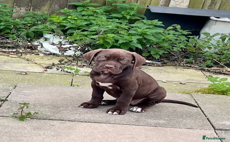 Cane Corso dogs - Advert 4